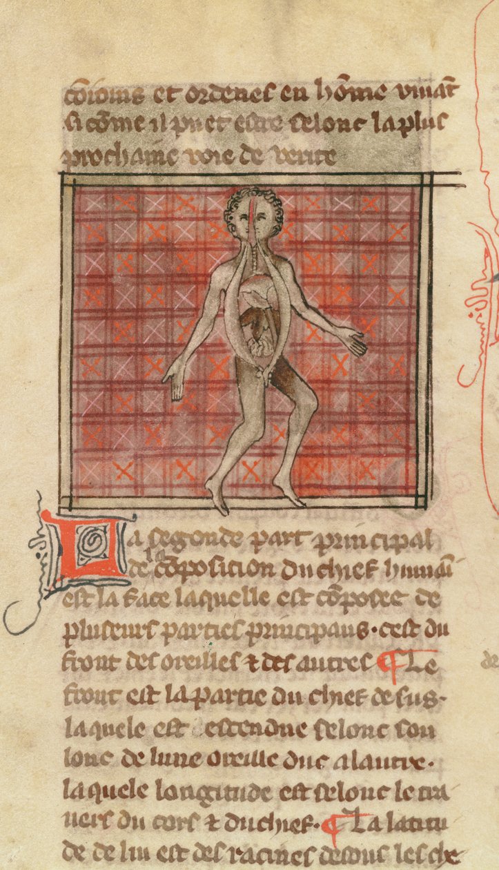 Ms 2030 fol.17 Anatomisk figur, fra La Chirurgie de Maitre Henri de Mondeville av French School