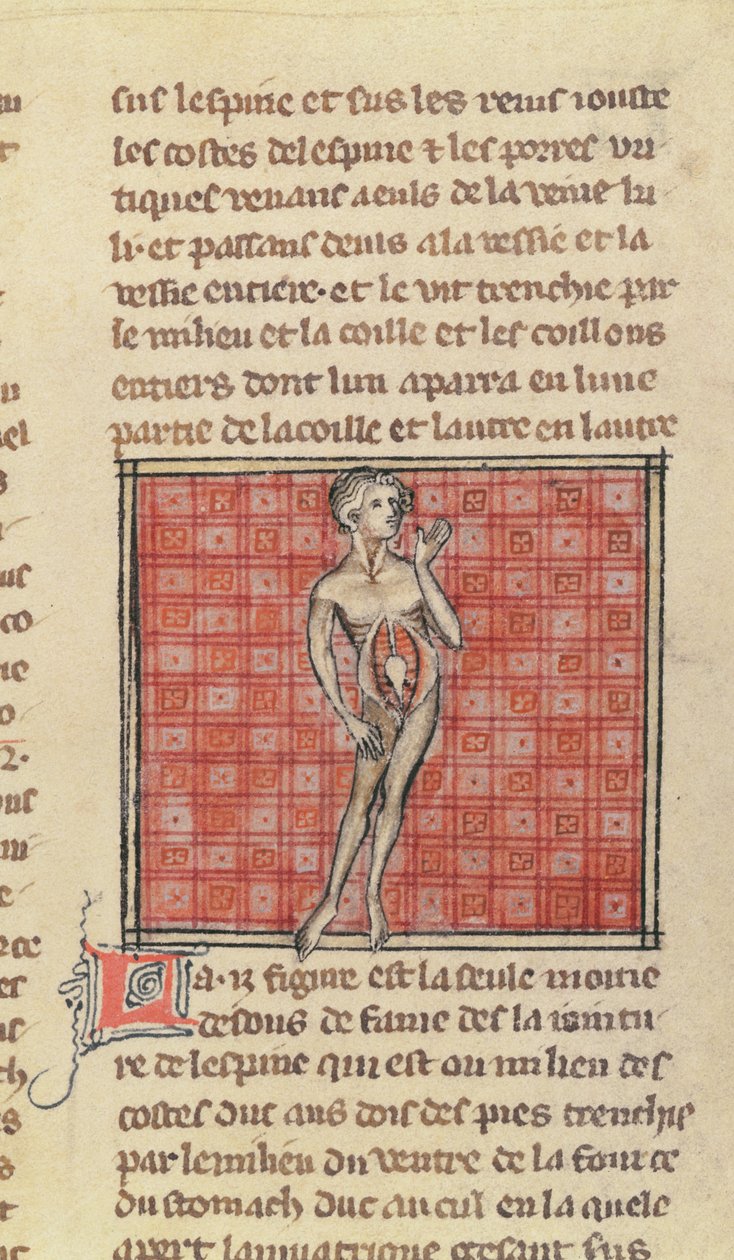 Ms 2030 fol.29 Anatomisk figur, fra The Surgery of Maitre Henri de Mondeville av French School