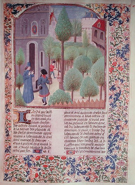 Ms 5064 fol.105r Plante trær, fra Livre des Prouffitz Champestres av Pietro de Crescenzi (1230-132021) av French School