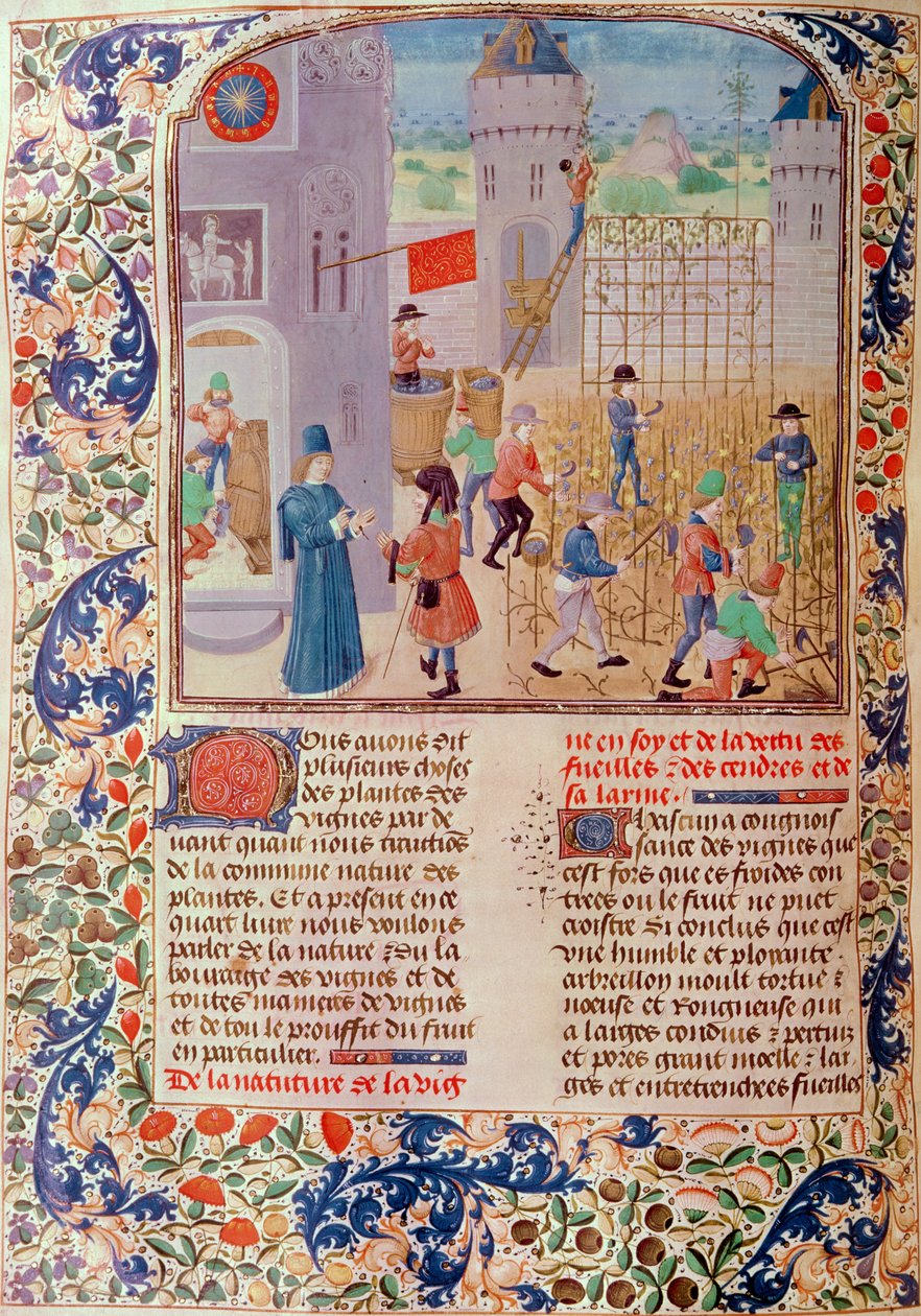 Ms 5064 fol.68v Working in the Vineyard, fra Livre des Prouffitz Champestres av Pietro de Crescenzi (1230-1321) av French School
