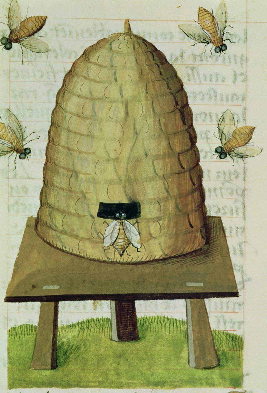 Ms 59 fol.111r Beehive and Bees, fra Grand Herbier av French School