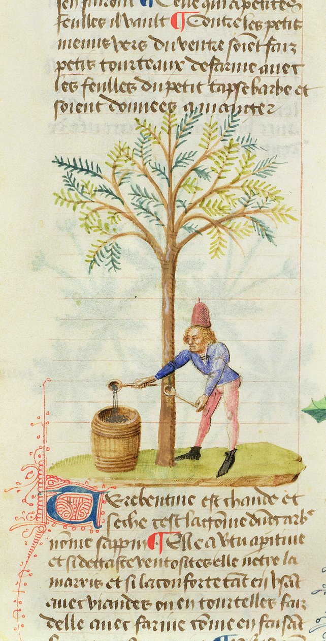 Ms Est 28 M.5.9 fol.165r Samler terpentin, fra Grand Herbier av Pedanius Dioscorides (ca. 40-90 e.Kr.) av French School
