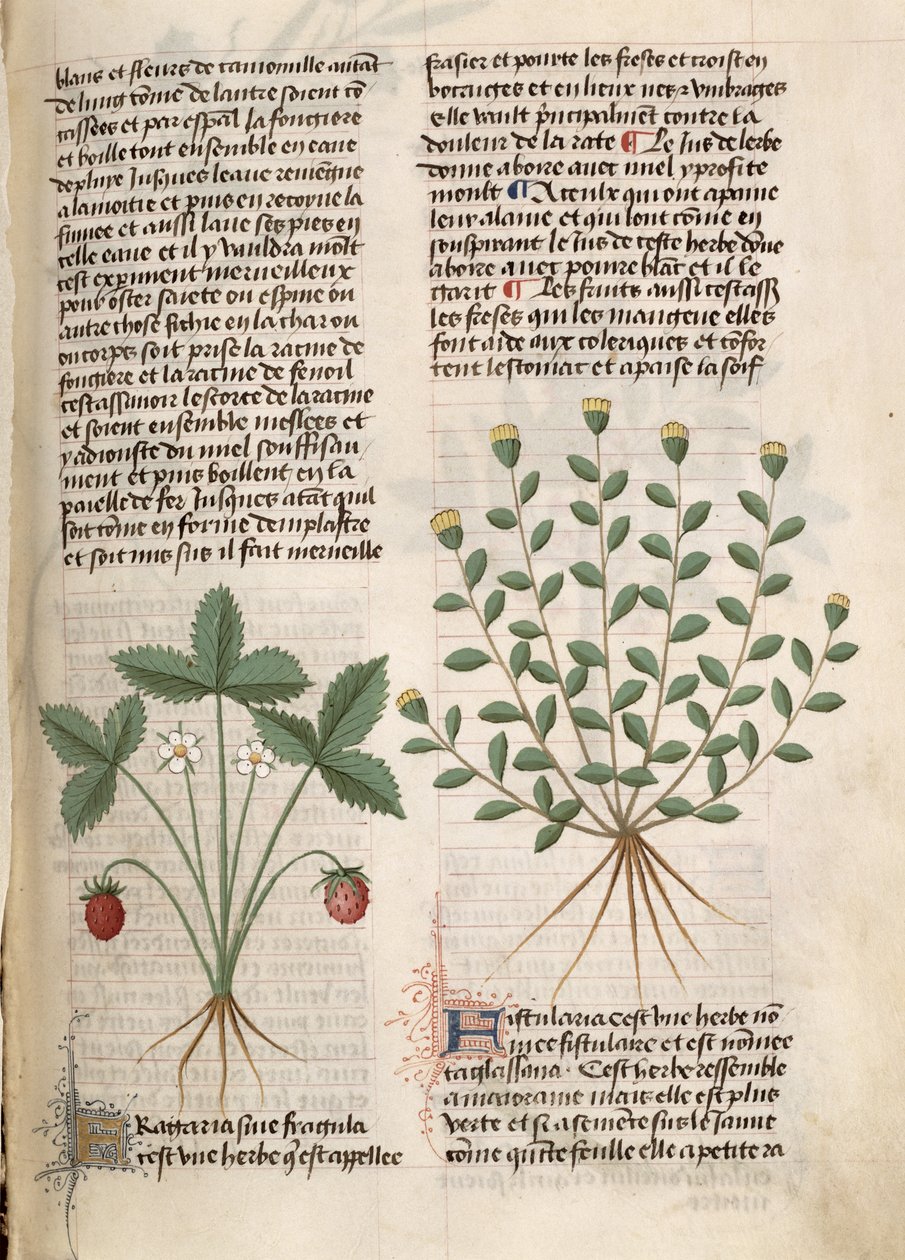 Ms Est 28 M 5.9 fol.75r Jordbærplante, fra 