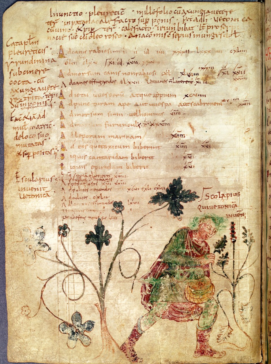Ms Latin 6862 fol.18v Aesculapius oppdager betony, fra et manuskript av Antonius Musa (63 f.Kr.-14 e.Kr.) av French School