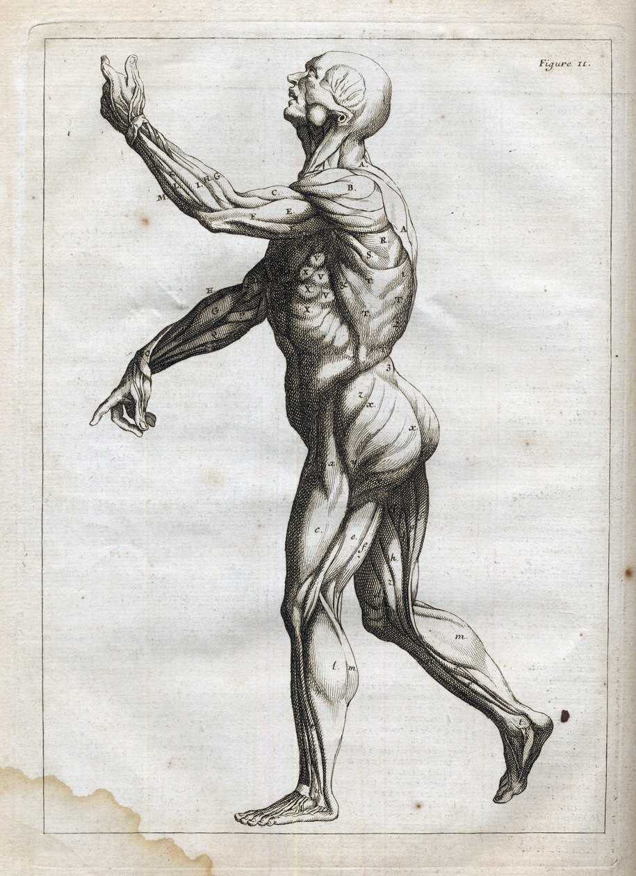 Menneskelige muskler - - gravering i "Abstrakt anatomi, tilpasset kunsten å male og skulptur" " - 1760 av French School