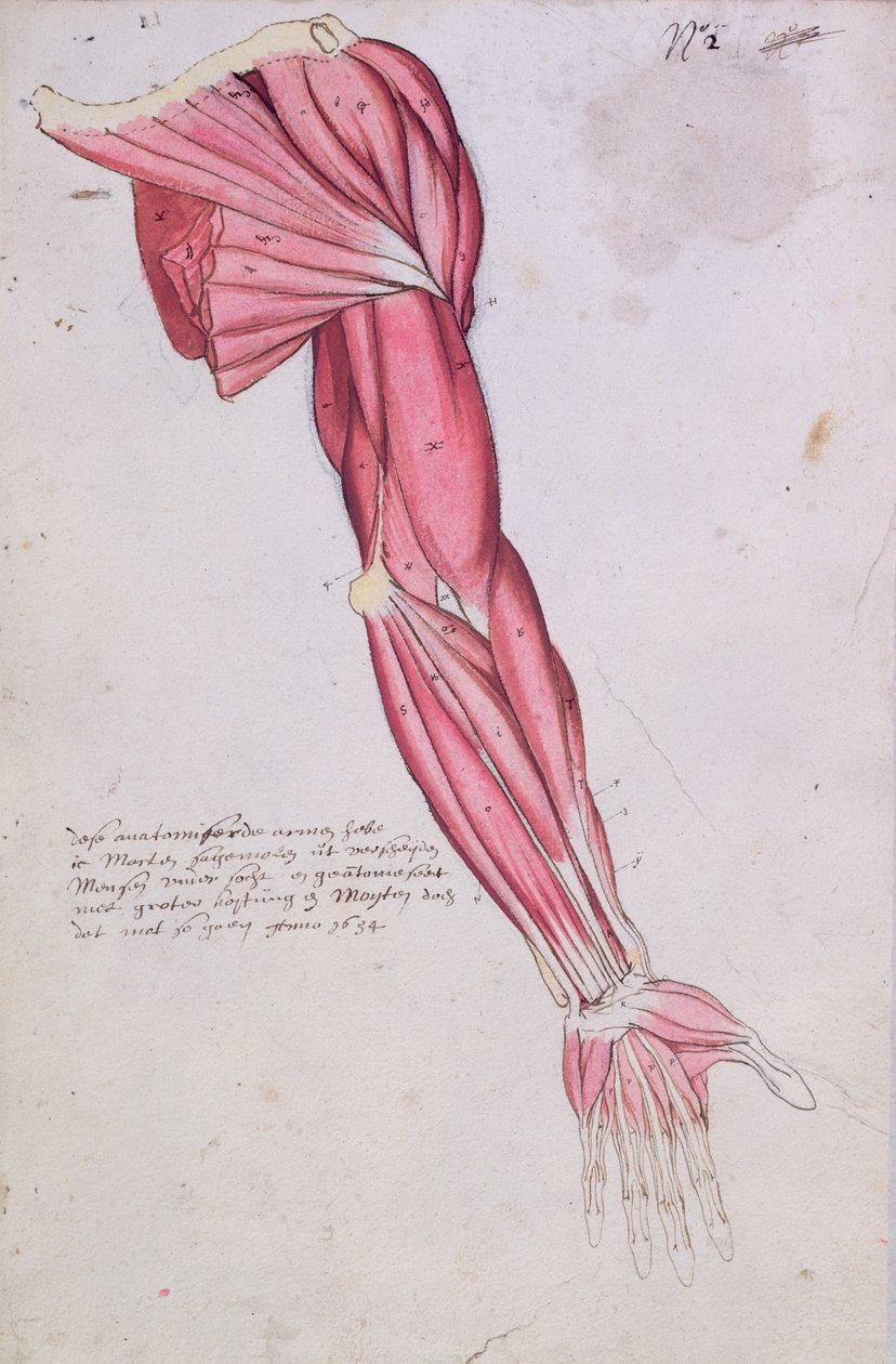 Muskulatur i arm og skulder, 1634 (penn og blekk og wc på papir) av French School