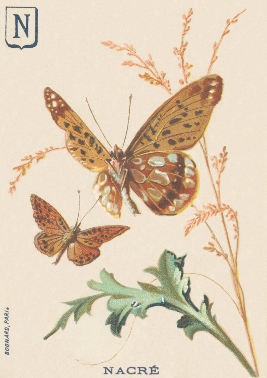 N: Perlemor (Fabriciana adippe eller Big Mother of Pearl) av French School