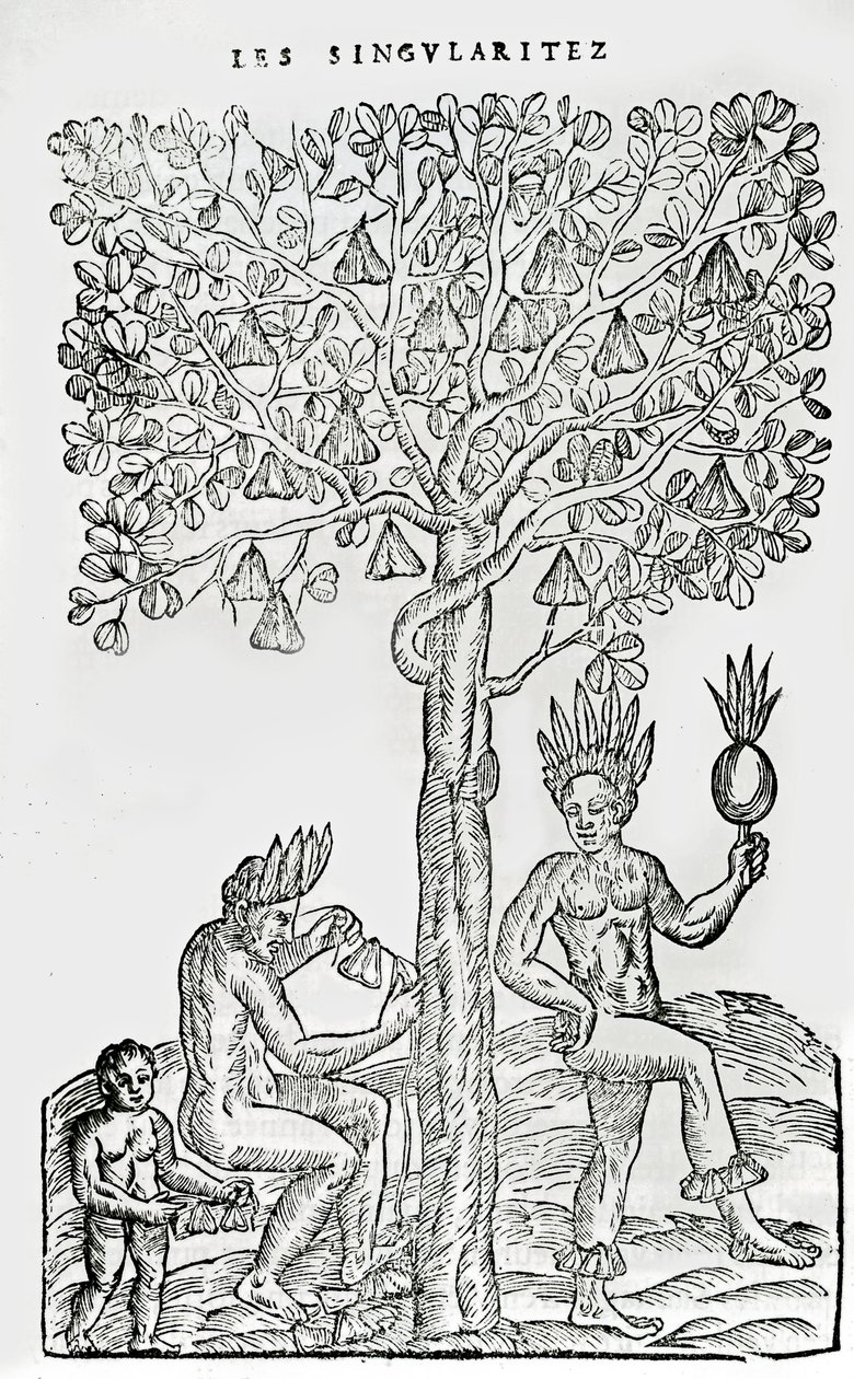 Nana fuit, medisinsk plante, illustrasjon fra Singularities of France Antarctique, av Andre de Thevet, 1558 av French School