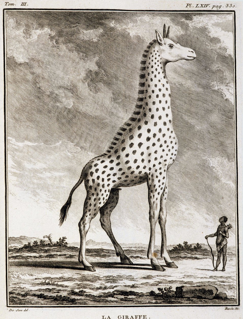 Natural History Plate: La Giraffe - i "" Natural History, General and Particular"" av Buffon av French School