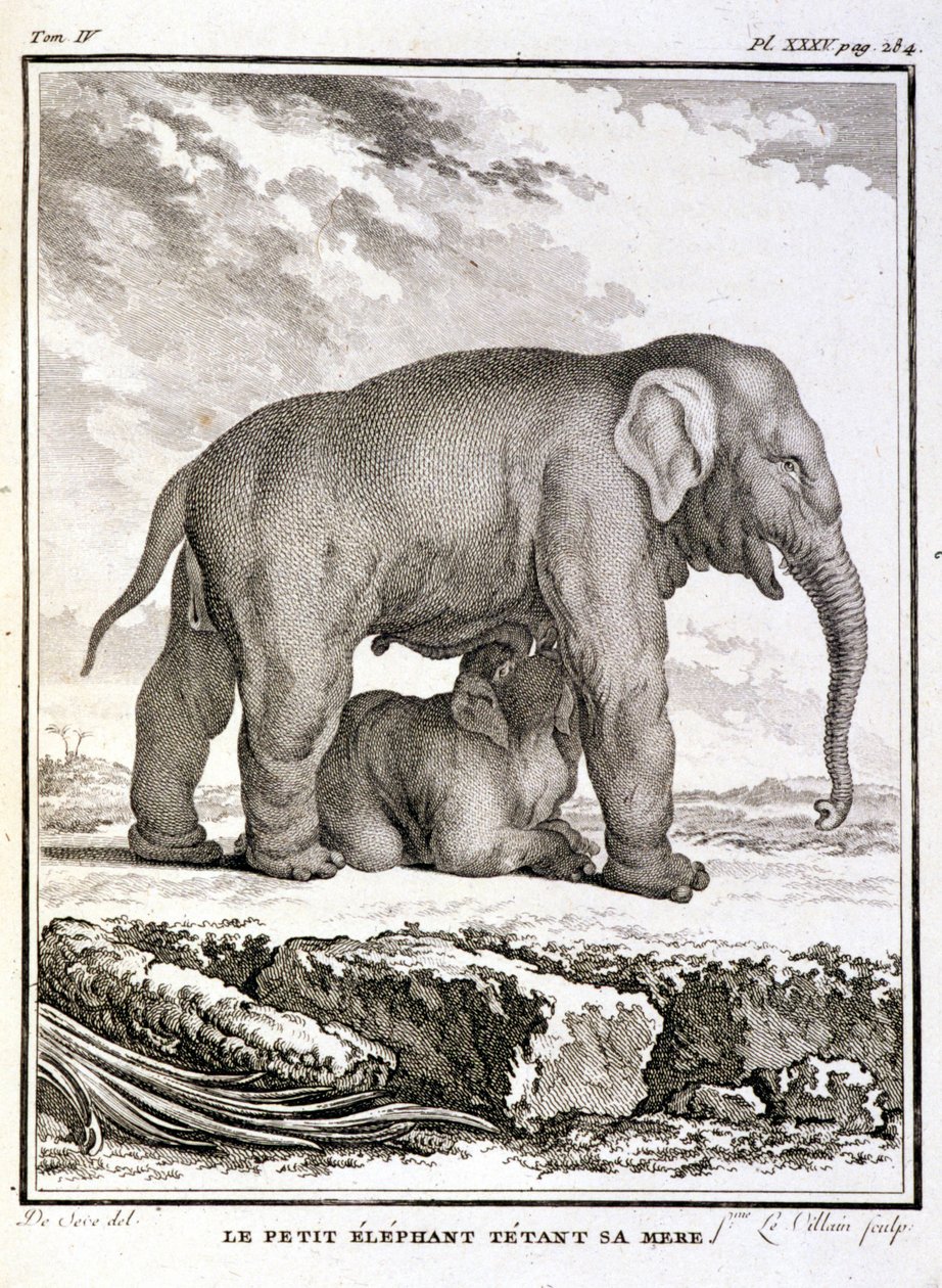 Natural History Plate: The Little Elephant Taunting Her Mother - i "" Natural History, General and Particular"" av Buffon av French School