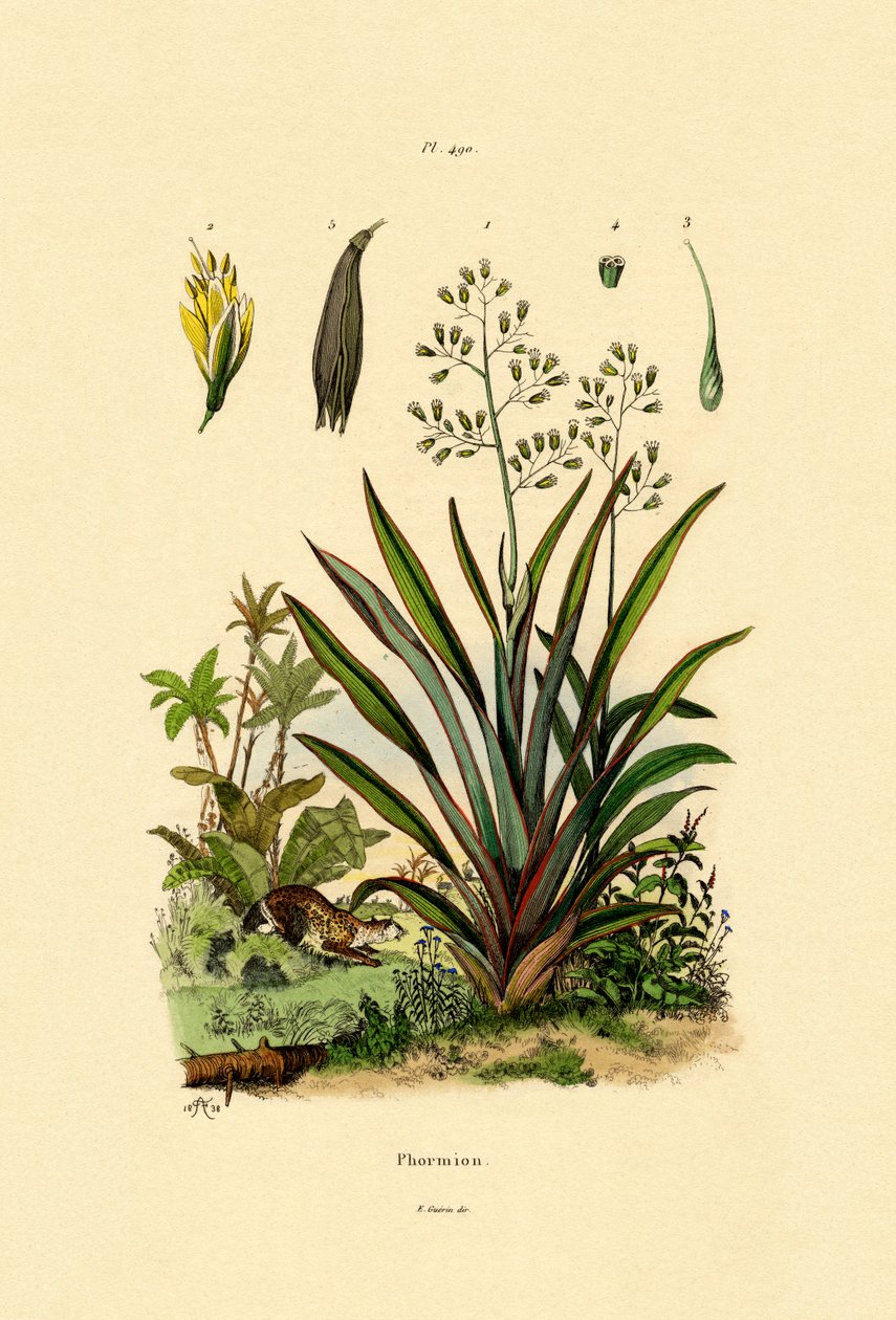 New Zealand Lin, 1833-39 av French School