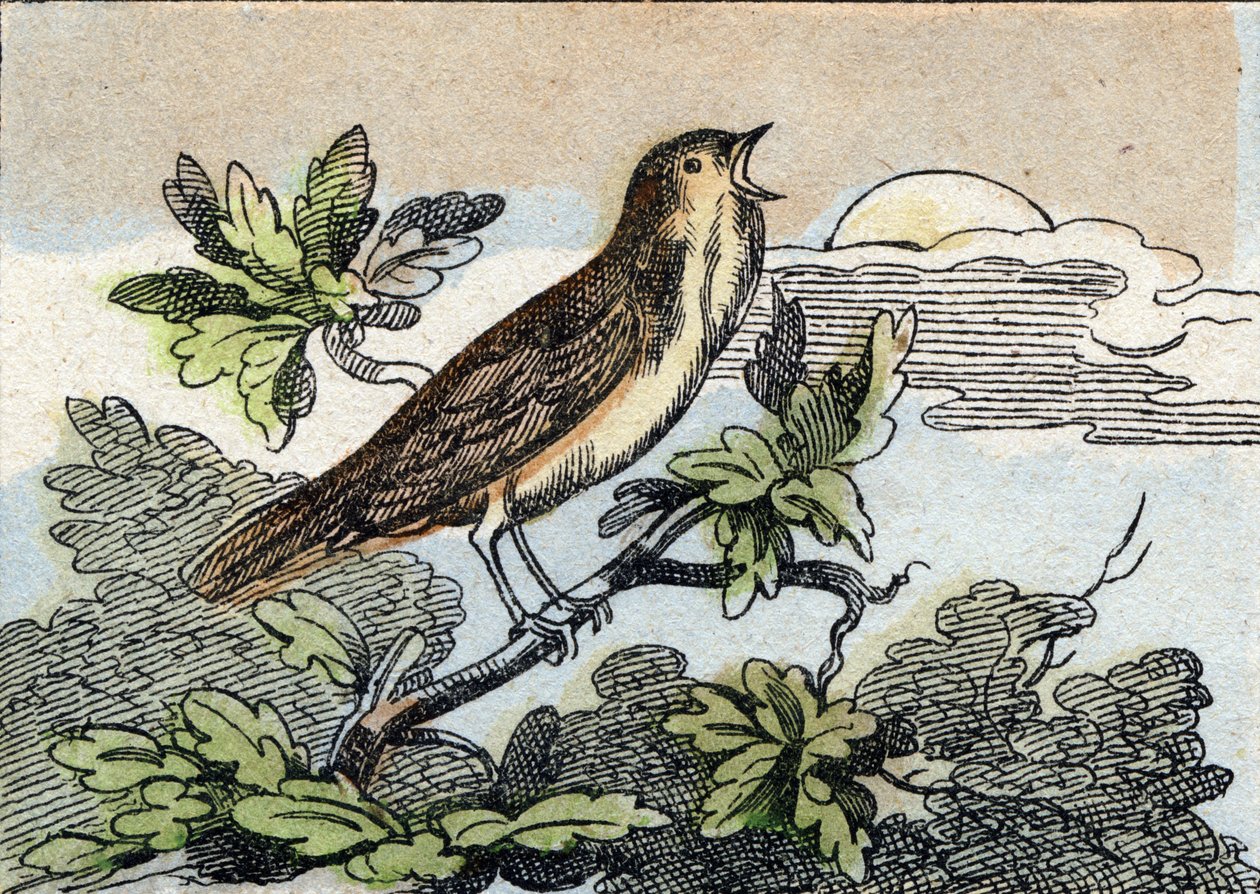 Nattergal. Gravering i "Buffon Alphabet des Oiseaux n 1". 3. Serie N 1. Avbildning av Epinal, Epinal, sent på 1800-tallet. 16 sider. Mål: 28x21cm av French School