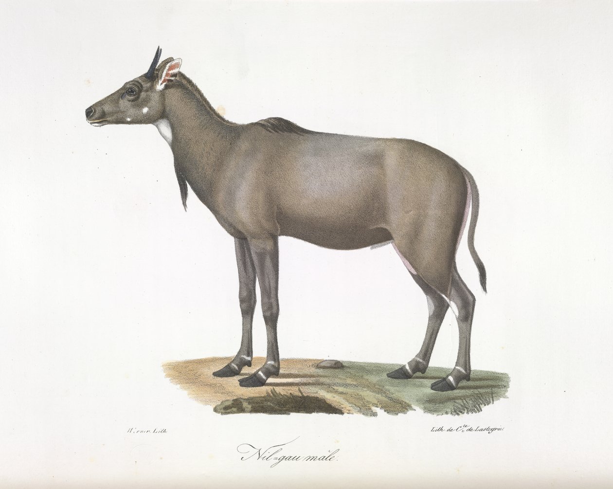 Mann Nilgau. Nylgau antilope, fra Natural History of Pattedyr (farge litho) av French School