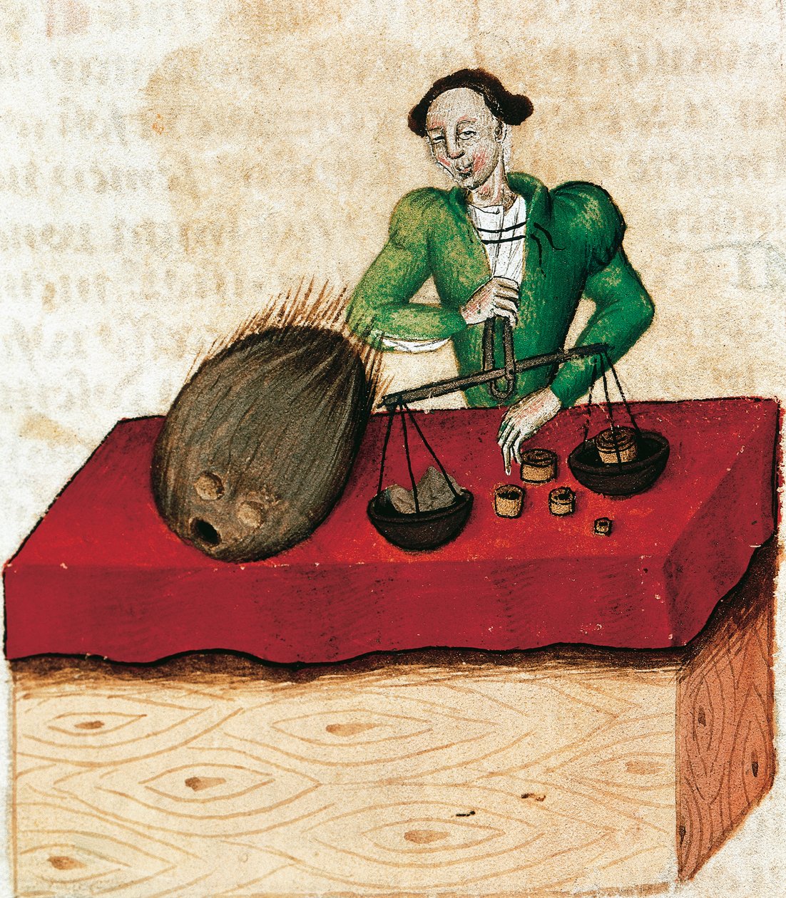 Muskat kjøpmann, miniatyr fra Tractatus de herbis, Frankrike 15. århundre. av French School
