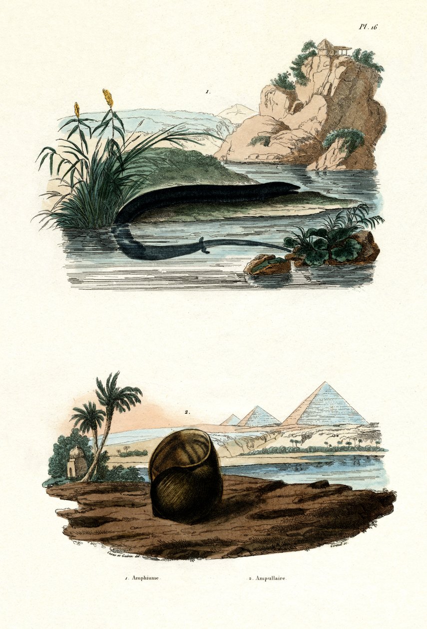 Entået Amphiuma, 1833-39 av French School