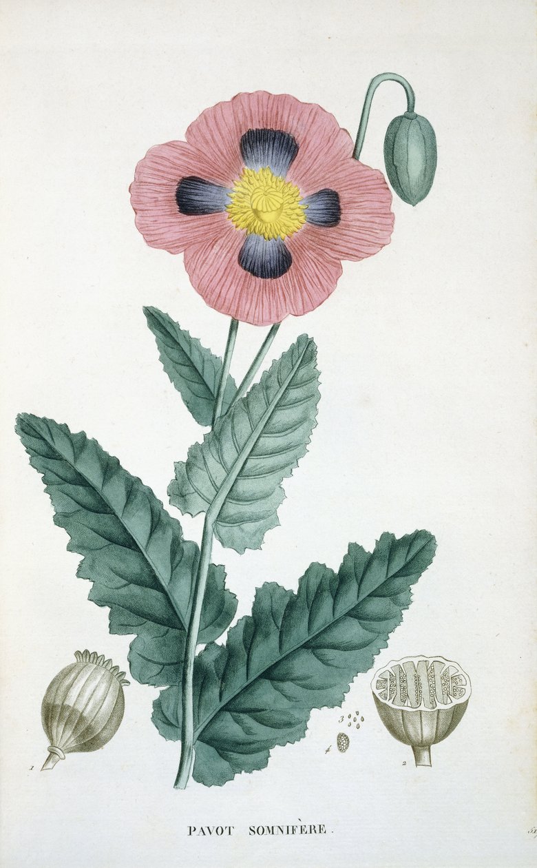 Opium-valmue av French School