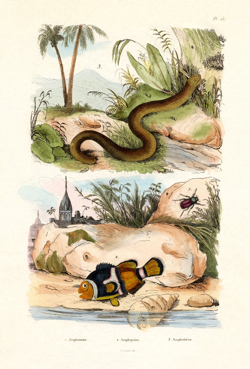Oransje klovnefisk, 1833-39 av French School