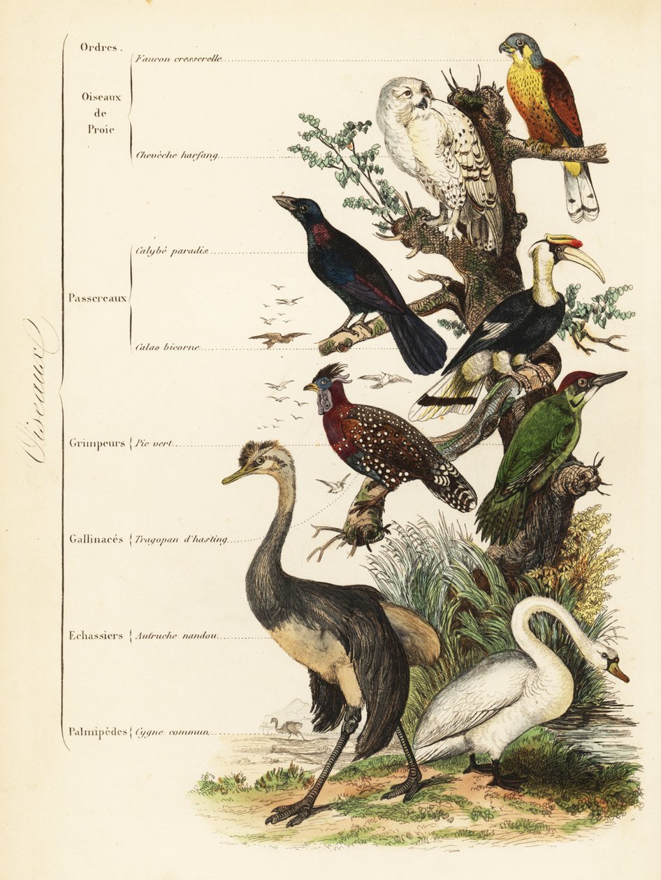 Fugleordener: tårnfalk, Falco tinnunculus, sårbar snøugle, Bubo scandiacus, større blåørestær, Lamprotornis chalybaeus, stor hornfugl, Buceros bicornis, europeisk grønn spett, Picus viridis, vestlig tragopan, Tragopan melanocephalus, av French School
