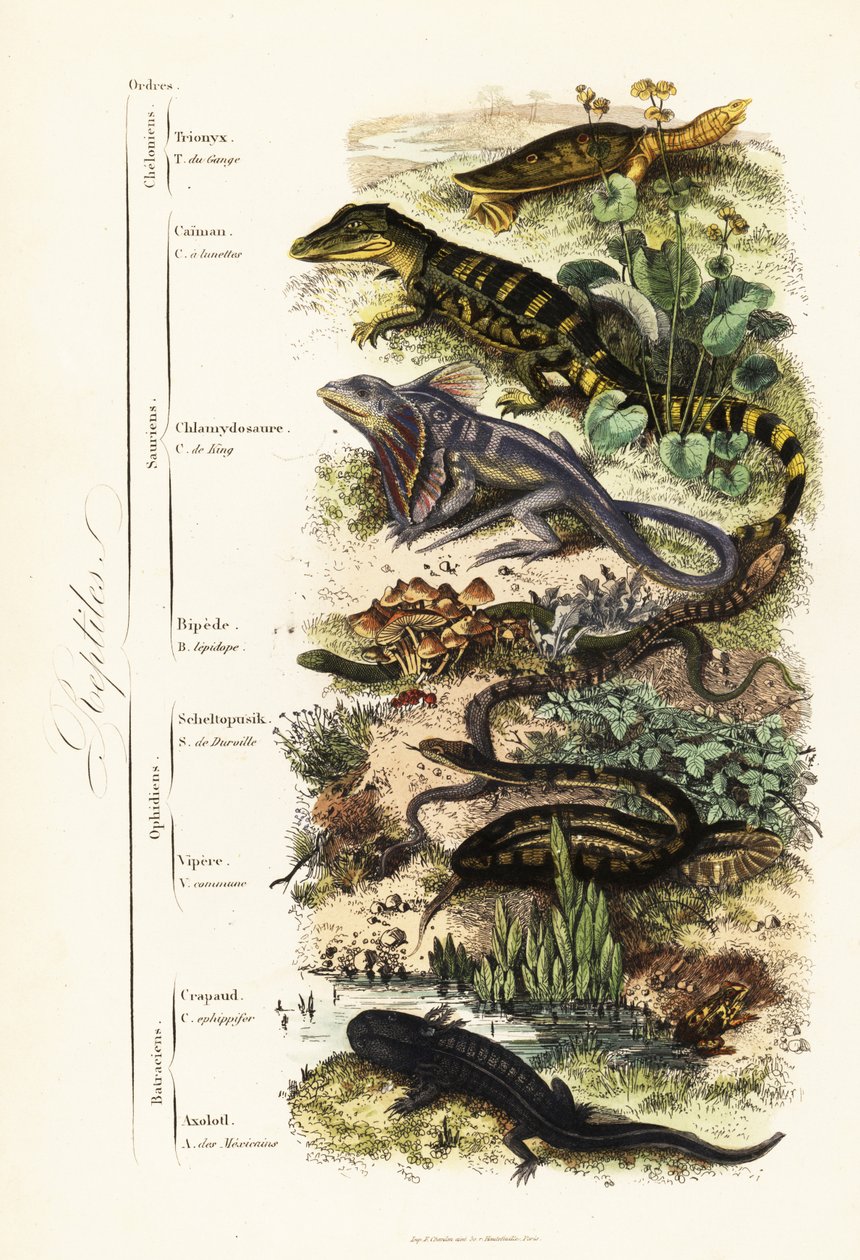 Ordner av krypdyr: sårbar indisk softshell-skilpadde, Nilssonia gangetica, brillekaiman, kaimankrokodilus, krøllete øgle, Chlamydosaurus kingii, vanlig skjellfot, Pygopus lepidopudus, europeisk glassøgle, Pseudopus apodus, av French School