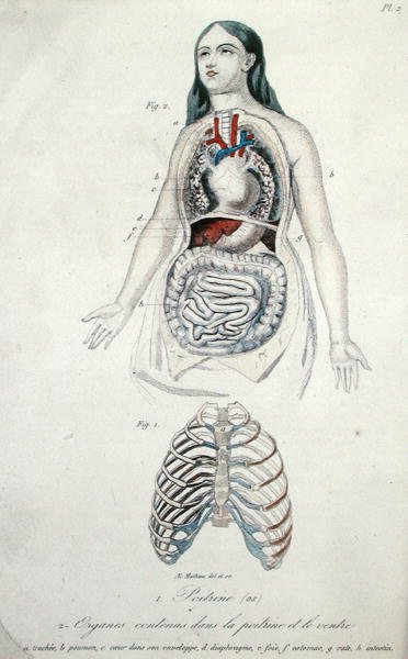 Organer i bryst og mage, fra 'Hygiene et Maladies de la Poitrine et de la Voix' av H. Croshiles, Paris av French School