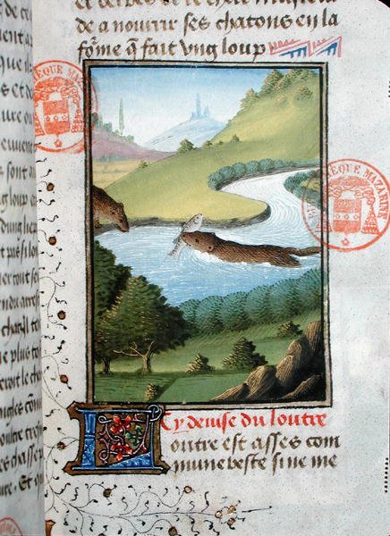 Oter som fanger en fisk, fra Livre de la Chasse av Gaston Phebus de Foix (1331-91) (vellum) av French School