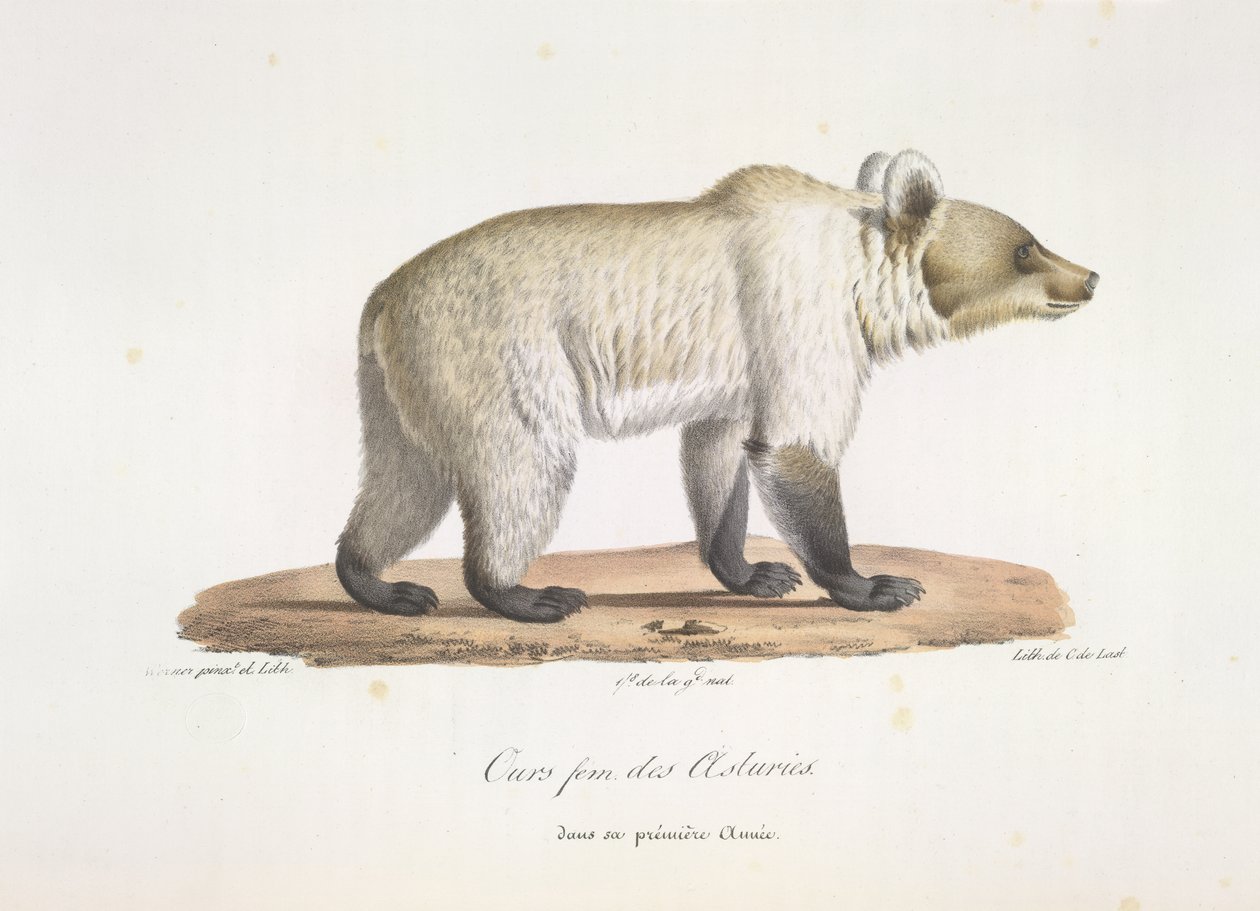 Bjørn fem fra Asturias. Kvinnelig spansk brunbjørn, fra Natural History of Mammals (farge litho) av French School