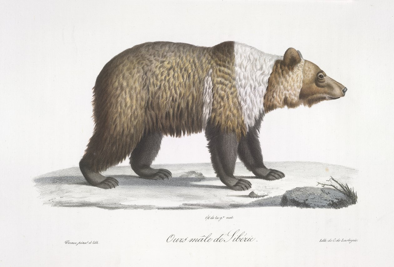Hann Siberian Bear, fra 'Natural History of Pattedyr' (farge litho) av French School