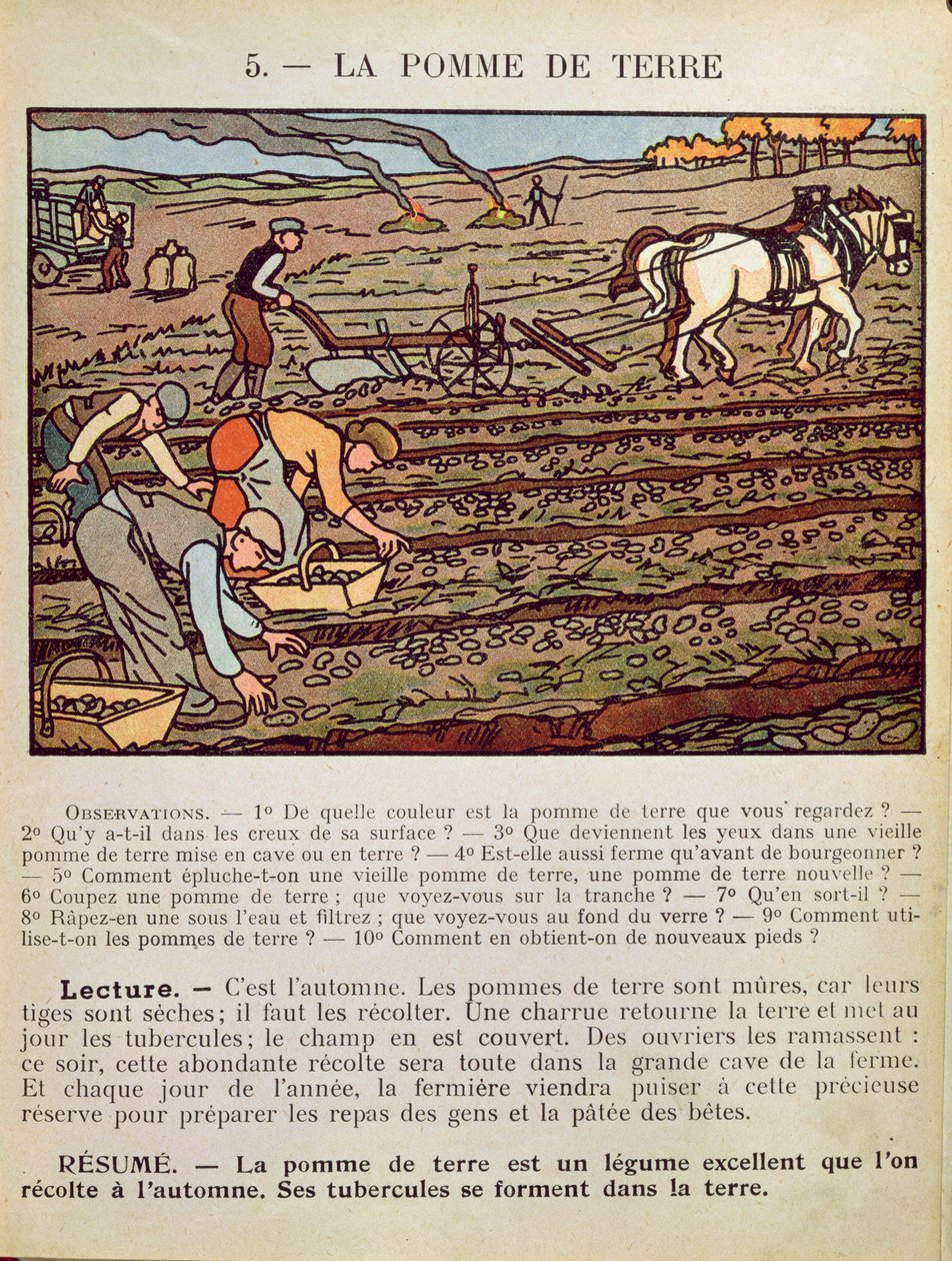 Side fra en skolebok som illustrerer dyrkingen av poteten, ca. 1910 av French School