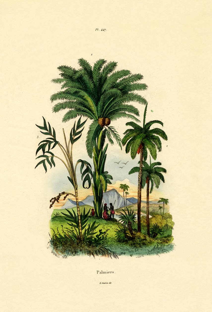Palmetrær, 1833-39 av French School