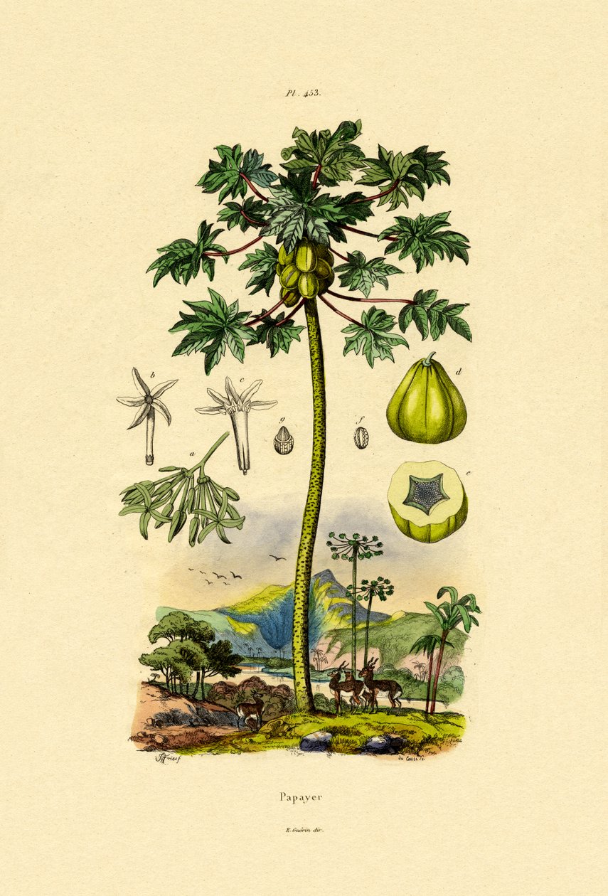 Papaya, 1833-39 av French School