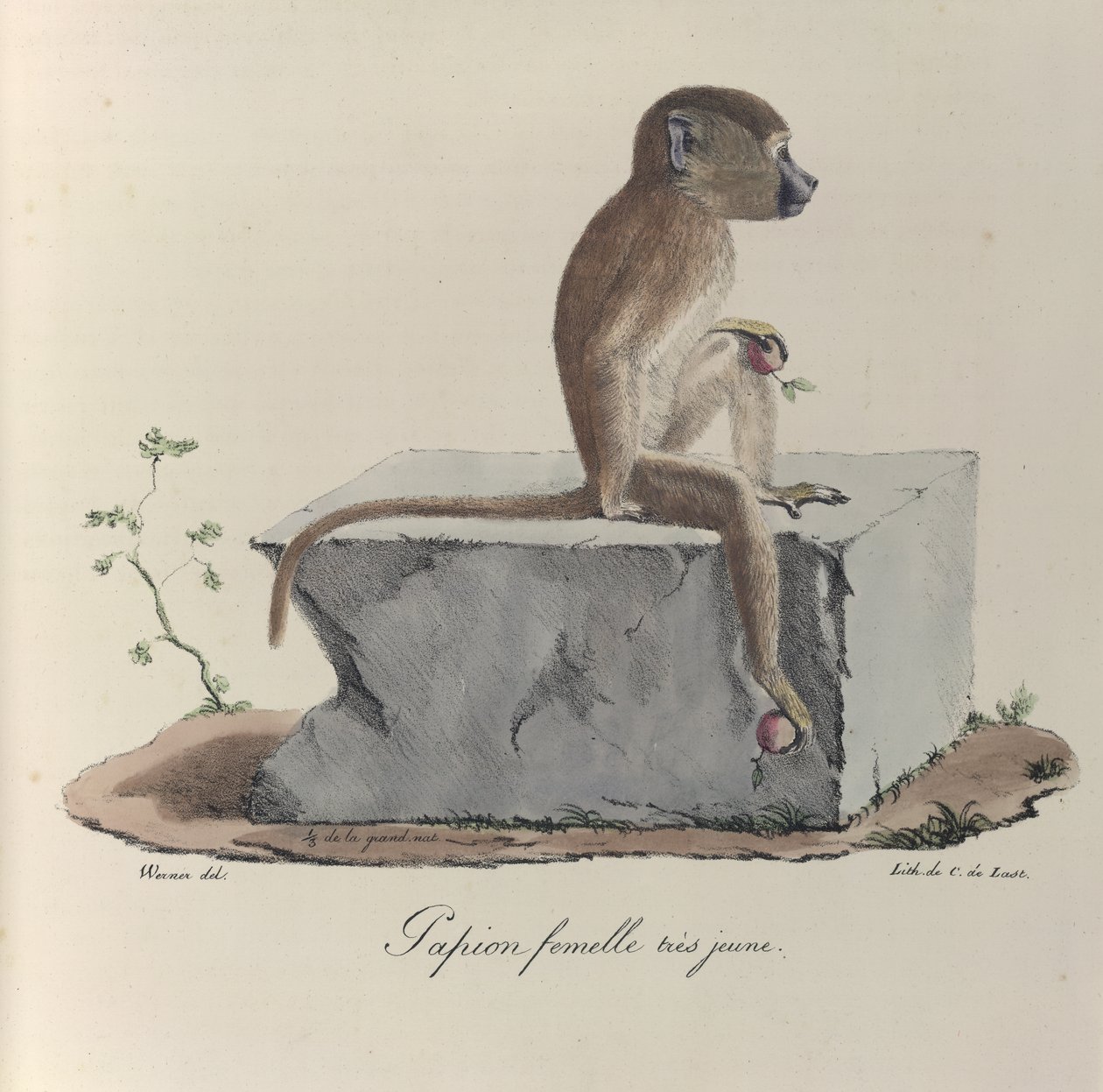 Veldig ung kvinnelig Papion, en papionape, fra 