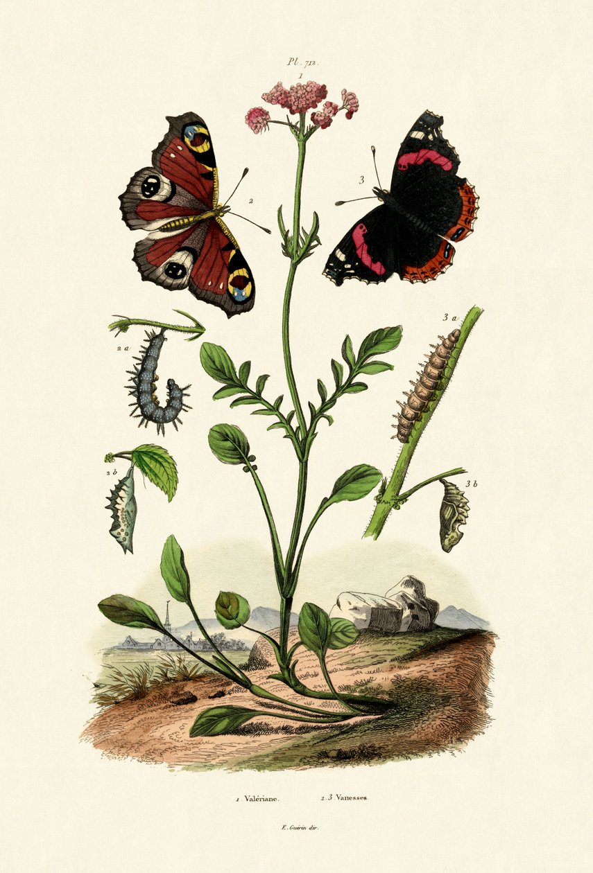 Påfuglsommerfugl, 1833-39 av French School