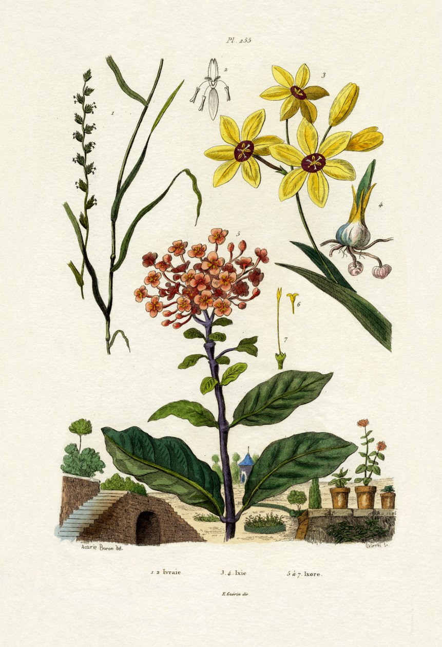 Flerårig raigras, 1833-39 av French School