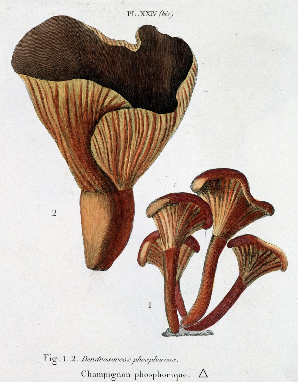 Fosforsopp i Jean Jacques Paulet "" Treatise on mushrooms "", slutten av 1700-tallet av French School