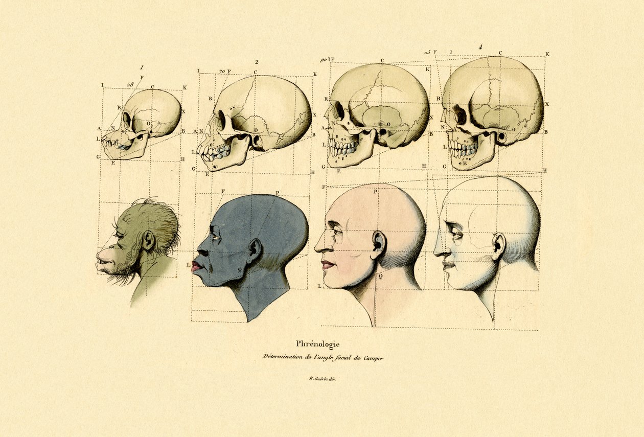 Frenologi, 1833-39 av French School