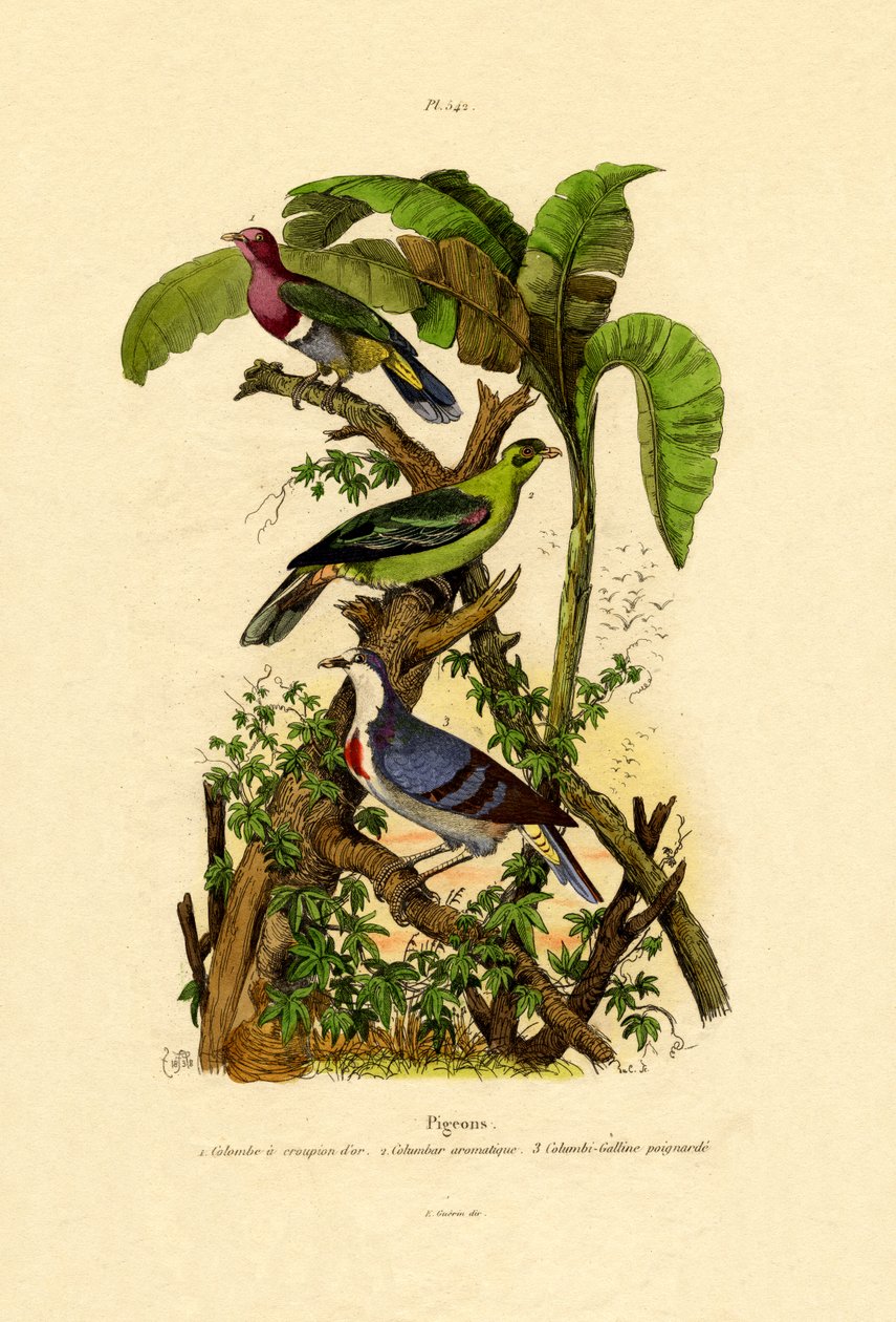 Duer, 1833-39 av French School