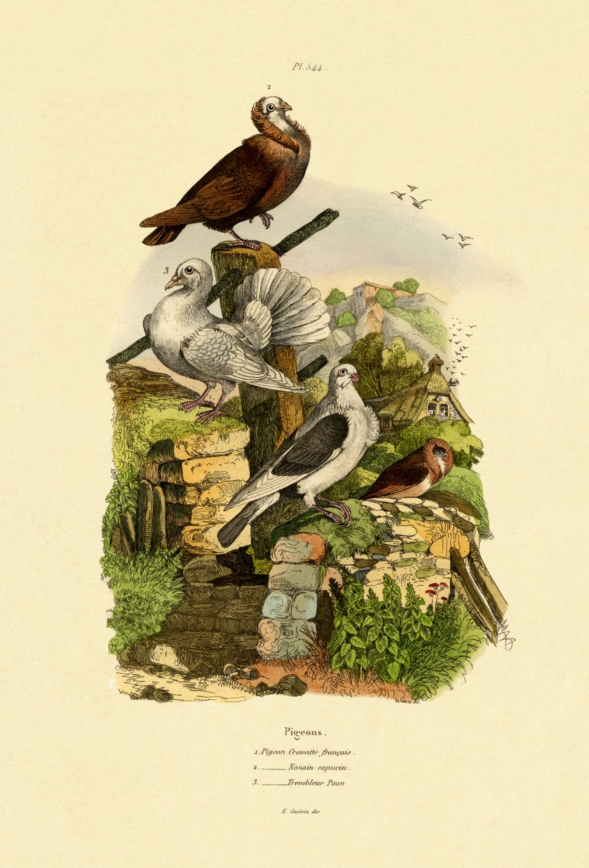 Duer, 1833-39 av French School