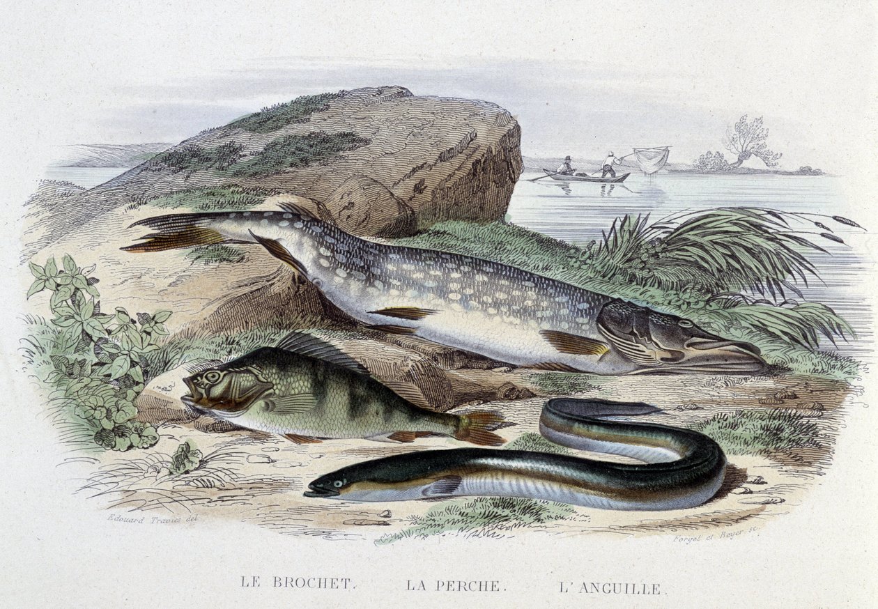 Fiskene: Gjedden, abboren, ålen - i "Naturhistorie" av Lacépède, red. Ovn, Paris av French School