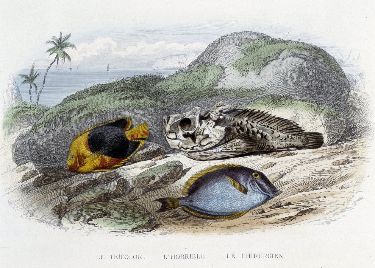 Fiskene: Tricoloren, den grusomme og kirurgen - i "Histoire Naturelle" av Lacépède, red. Veurne, Paris av French School