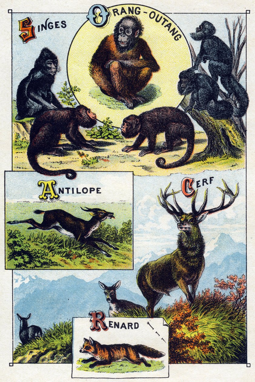 Plate 1: Aper, orangoutan, antilope, hjort, rev. Gravering i "Syllabary alfabet av ville dyr". Serie A. Pellerin et Cie, trykkerier-utgivere, Epinal, slutten av 1800-tallet. Kromolitografier. Lite 8-siders reklamealbum som inneholder et pensum og av French School