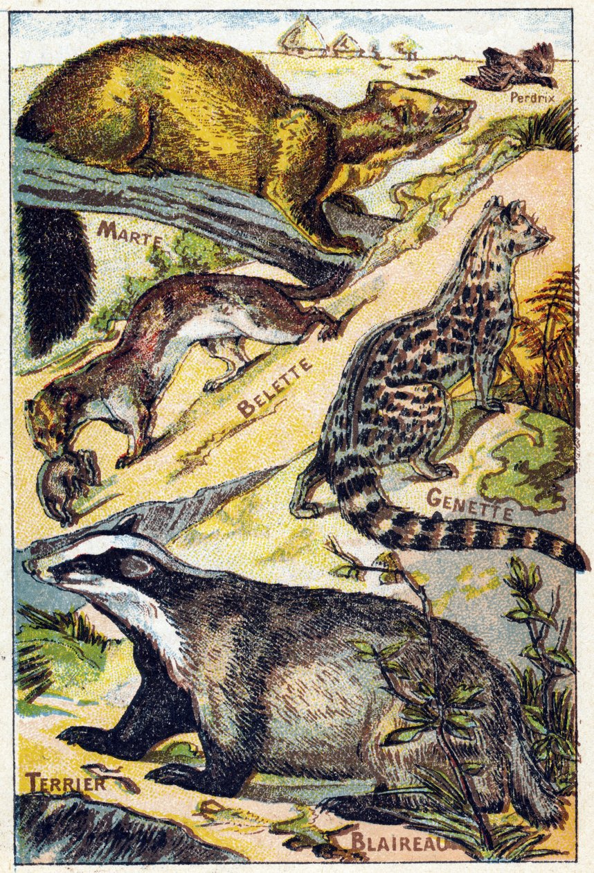 Plate 1: Partridge, Marte, Weasel, Genette, Grevling, Terrier. Gravering i "Syllabary alfabet alle slags rødbeter"". Serie A. Pellerin et Cie, trykkerier-forlag, Epinal, slutten av 1800-tallet. Kromolitografier. Lite 8-siders reklamealbum som inneholder en av French School