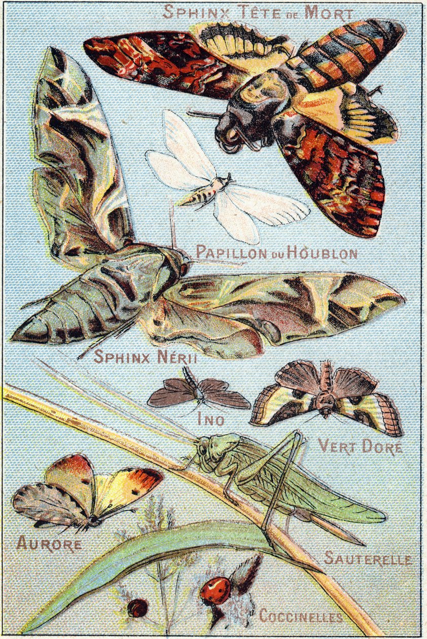 Plate 1: Skull Sphinx, Hop Butterfly, Sphinx Neri, Ino, Gold Green, Aurora, Grasshopper, Ladybirds. Gravering i "Syllabary alfabet av sommerfugler og insekter"". Serie A. Pellerin et Cie, trykkerier-forlag, Epinal, slutten av 1800-tallet. Kromolitografier. av French School