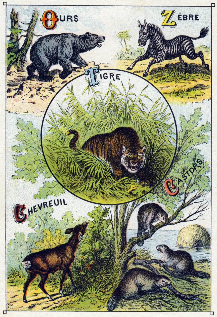 Plate 2: Bjørn, sebra, tiger, hjort, bever. Gravering i "Syllabary alfabet av ville dyr". Serie A. Pellerin et Cie, trykkerier-utgivere, Epinal, slutten av 1800-tallet. Kromolitografier. Lite 8-siders reklamealbum som inneholder et pensum og et bilde av French School