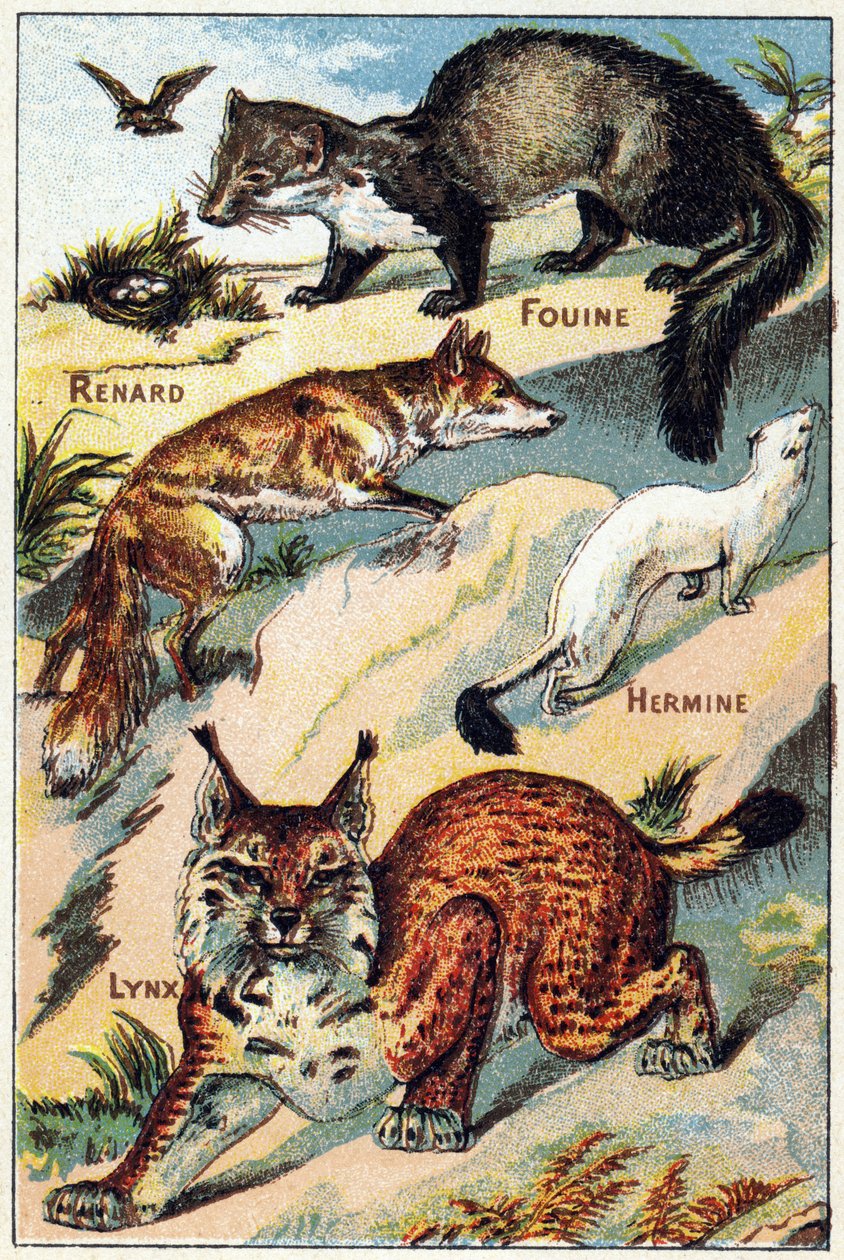 Plate 2: Fox, Snoop, Hermine, Lynx. Gravering i "Syllabary alfabet alle slags rødbeter"". Serie A. Pellerin et Cie, trykkerier-forlag, Epinal, slutten av 1800-tallet. Kromolitografier. Lite 8-siders reklamealbum som inneholder et pensum og et bilde iht av French School