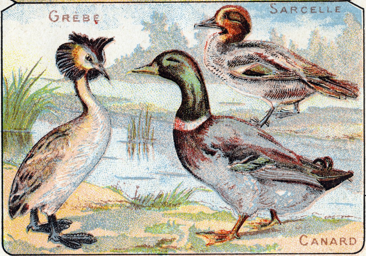 Plate 2: Grebe, Teal, Duck. Gravering i "Syllabary alfabet av fugler og krypdyr"". Serie A. Pellerin et Cie, trykkerier-forlag, Epinal, slutten av 1800-tallet. Kromolitografier. Lite 8-siders reklamealbum som inneholder et pensum og et bilde som følger med av French School