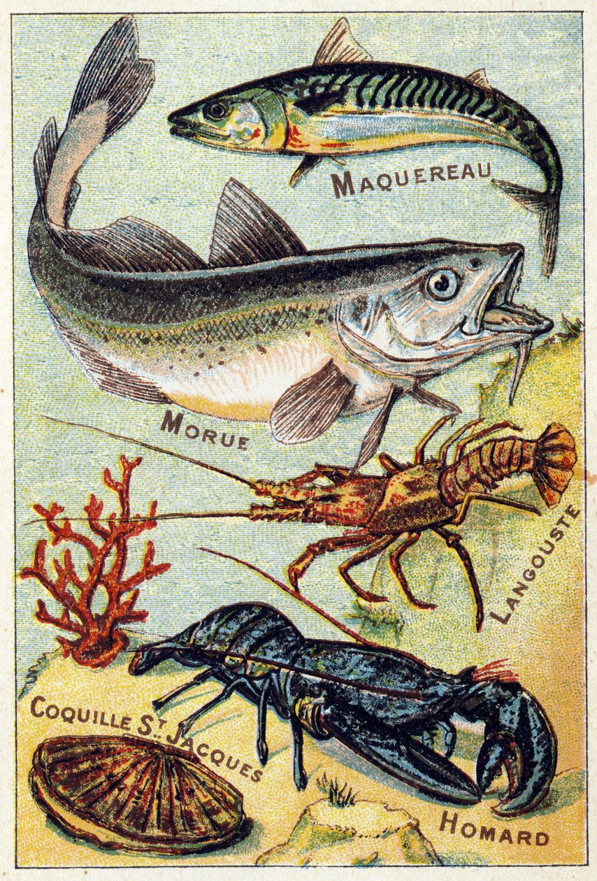 Tallerken 2: Makrell, Torsk, Hummer, St Jacques Shell, Hummer. Gravering i "Syllabary alfabet av sjø- og ferskvannsfisk". Serie A. Pellerin et Cie, printere-publishers, Epinal, sent på 1800-tallet. Kromolitografier. Lite 8-siders reklamealbum som inneholde av French School