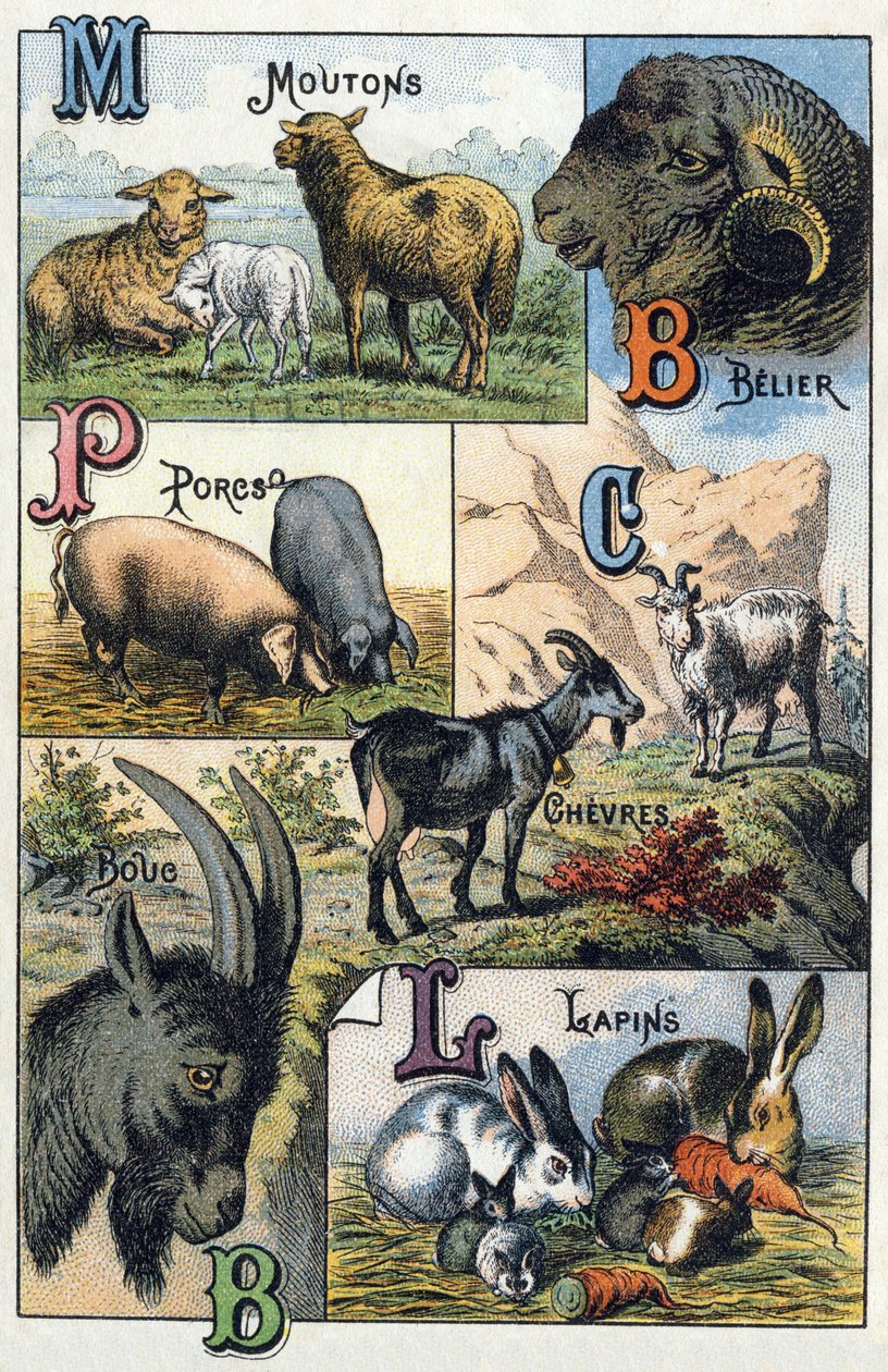 Plate 2: Sauer, Belier, Griser, Geiter, Kaniner. Gravering i "Syllabary alfabet over husdyr og gårdsplass". Serie A. Pellerin et Cie, trykkerier-forlag, Epinal, sent på 1800-tallet. Kromolitografier . Mål: 19,5 x 13,5 cm av French School