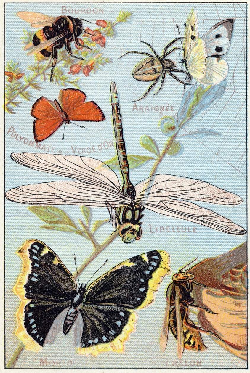 Plate 3: Humle, Araignee, Goldenrod polyommate, øyenstikker, Morio, Hornet. Gravering i "Syllabary alfabet av sommerfugler og insekter"". Serie A. Pellerin et Cie, trykkerier-utgivere, Epinal, slutten av 1800-tallet. Kromolitografier. Liten  av French School