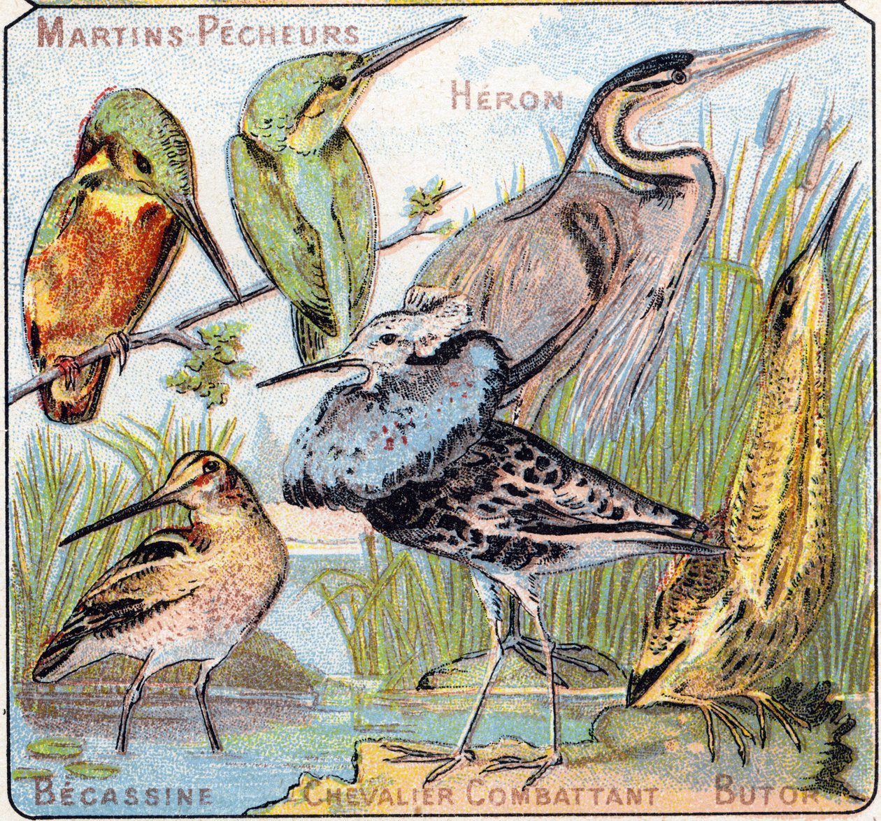 Plate 3: Kingfisher, Heron, Becassine, Knight fighting, Butor. Gravering i "Syllabary alfabet av fugler og krypdyr"". Serie A. Pellerin et Cie, trykkerier-forlag, Epinal, slutten av 1800-tallet. Kromolitografier. Lite 8-siders reklamealbum s av French School