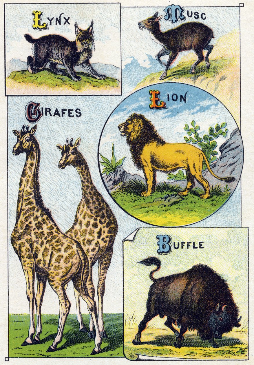 Plate 3: Gaupe, Musk, Giraffer, Løve, Bøffel. Gravering i "Syllabary alfabet av ville dyr". Serie A. Pellerin et Cie, trykkerier-forlag, Epinal, slutten av 1800-tallet. Kromolitografier . Lite 8-siders reklamealbum som inneholder et pensum og en ima av French School